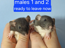 Dumbo rats male and female Ready Now !