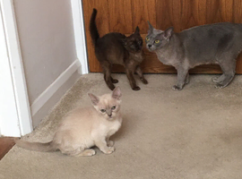 Burmese kittens