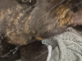 Kittens for sale