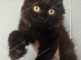 Beautiful male kitten
