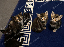 Kittens ready for loving home