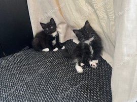 Kittens for sell