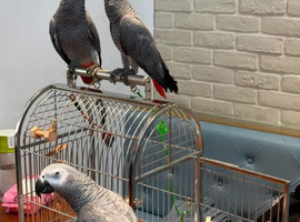 Baby African grey