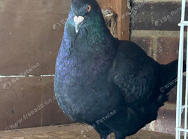 Free 20 pigeons