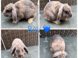 Gorgeous Purebred Mini Lops & Mini lop crosses