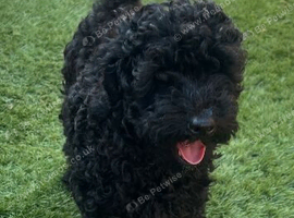 Toy poodle puppies