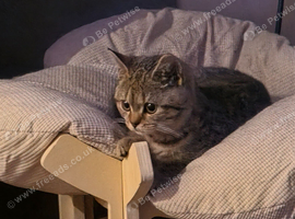 Stunning chocolate spotted BSH kitten