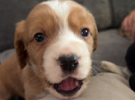 Boy gold cocker spaniel