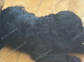 Female cockapoo puppy