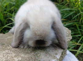 Stunning baby minilop rabbits