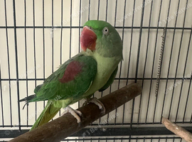 Alexandria parrot