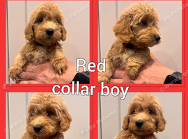 REDUCED *Show* Cockapoo Ready To Leave Health Tested Pups