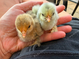 Day old lavender pekin bantams and day old sable foot bantam chicks in Weston super mare