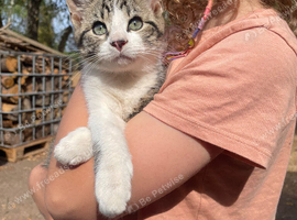 boy tabby kittens
