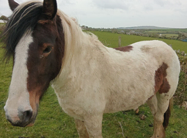 Bodmin Moor pony