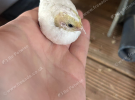 Button quail / Chinese painted quail
