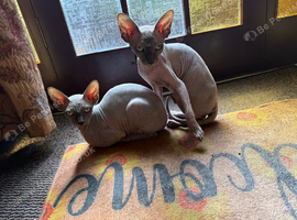 Two Sphynx Boys Looking for Their Forever Home