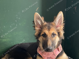 German shepherd x Alaskan malamute puppy
