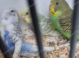 Baby Budgies