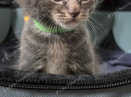Half Maincoon kittens