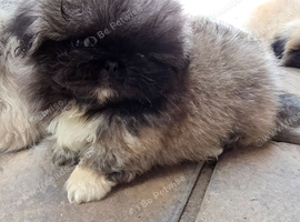 Kc registered pekingese last boy