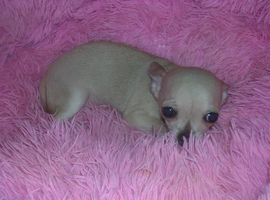 Full breed Chihuahua puppies 3 boys only now