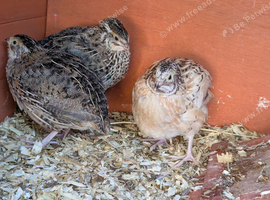 Jumbo and normal Coturnix/Japanese