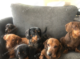 Adult Female Dachshund