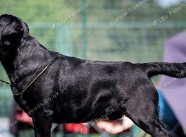 KC Registered- 22 month Old Male Labrador