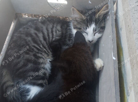3 beautiful kittens 13 wks old 2 boys black 1 fluffy girl