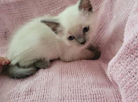 Ragdoll cross british short