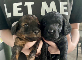 Cockapoo puppies