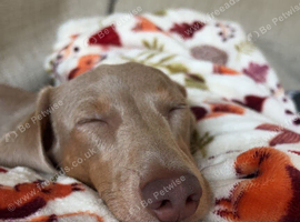 Isabella and tan dachshund for rehome