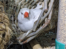 Hen Zebra Finches