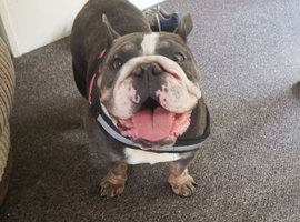 English bulldog