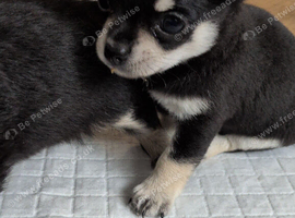 Little boy Chihuahua puppy