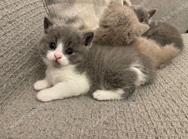 British short hair kittens