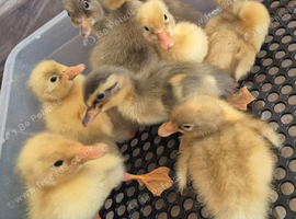 Indian runner ducklings