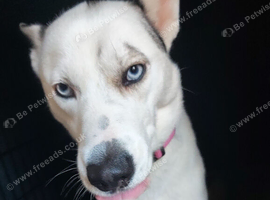 Siberian husky