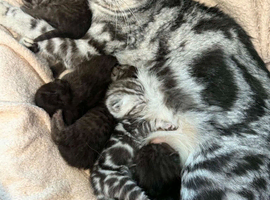 2 Straight & 4 Fold Full Pedigree Scottish Fold Kittens