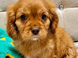 Chocolate Carrier Cavalier Puppies!