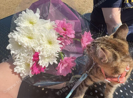 MISSING KITTEN WHO IS 12 weeks called Nala