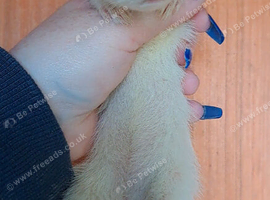 Micro breeding 11 weeks old