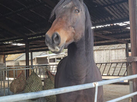 Irish draught cross cob gelding