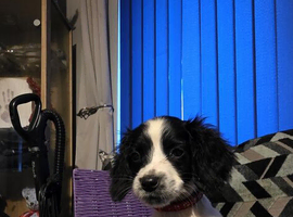 KC Reg English springer spaniels 2 left Ready to leave