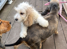 13 weeks old