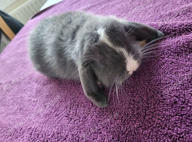 Beautiful Mini lop looking good a home