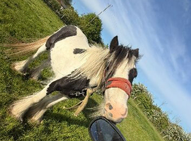 2 year old piebald cob colt