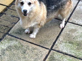 Corgi girl for sale kc reg