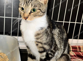 Female cat